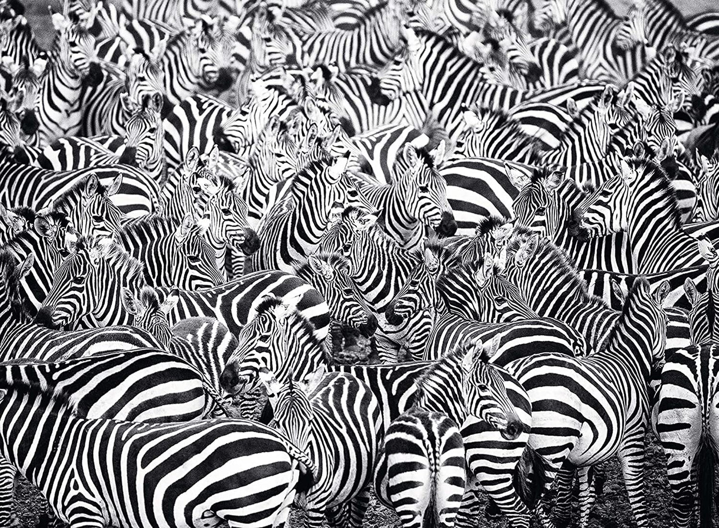Ravensburger Zebra Challenge Series 500 Piece Puzzle image 1