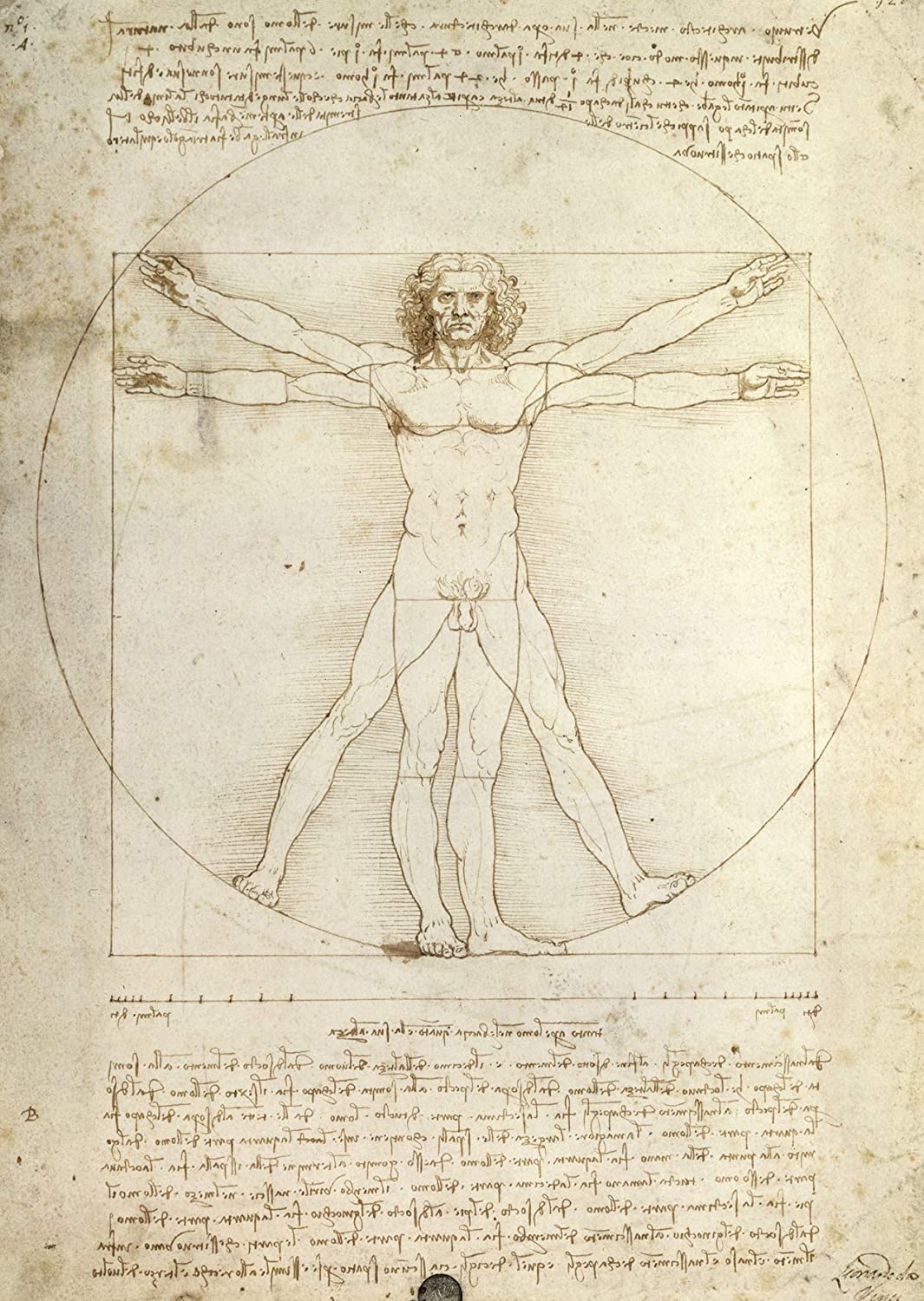 Ravensburger Art Collection Leonardo Da Vinci: Uomo Vitruviano (Vitruvian Man) 1000 Piece Puzzle image 1