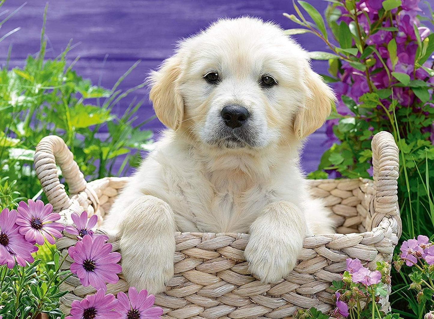 Ravensburger Sweet Golden Retriever 500 Piece Puzzle image 1