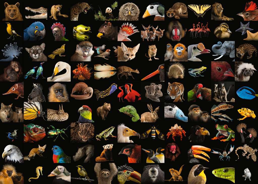 Ravensburger 99 Beautiful Animals "Photo Ark" 1000 Piece Puzzle image 1