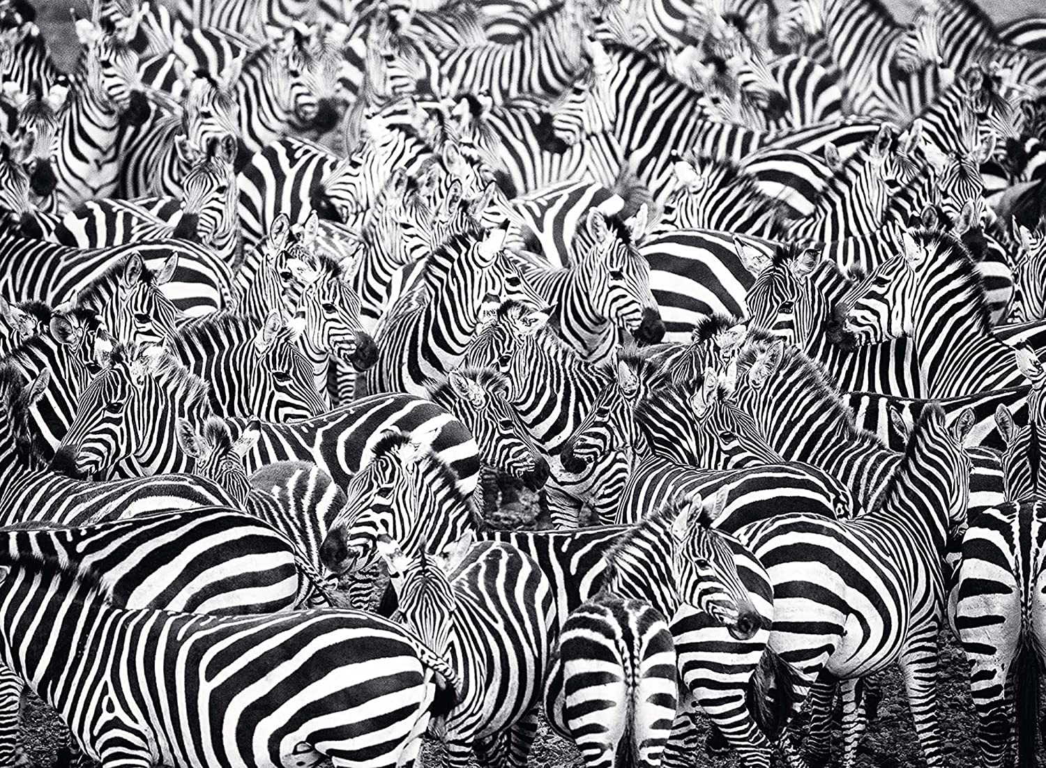 Ravensburger Zebra Challenge Series 500 Piece Puzzle image 1