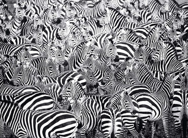 Ravensburger Zebra Challenge Series 500 Piece Puzzle image 1