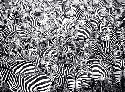 Ravensburger Zebra Challenge Series 500 Piece Puzzle image 1