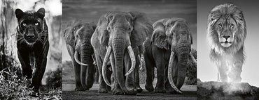 Ravensburger Triptychon Panthers, Elephants, Lions 1000 Piece Puzzle image 1