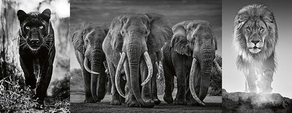 Ravensburger Triptychon Panthers, Elephants, Lions 1000 Piece Puzzle image 1