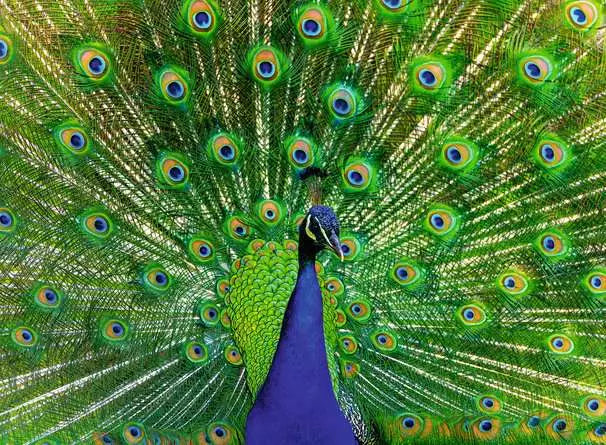 Ravensburger Colorful Animals Peacock 500 Piece Puzzle image 1
