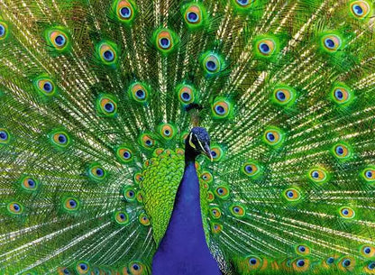 Ravensburger Colorful Animals Peacock 500 Piece Puzzle image 1