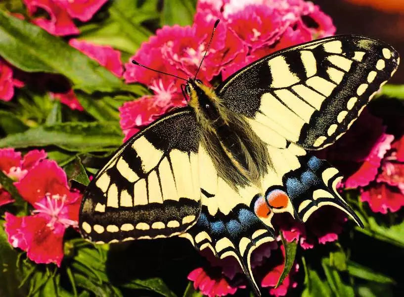 Ravensburger Colorful Animals Butterfly 500 Piece Puzzle image 1