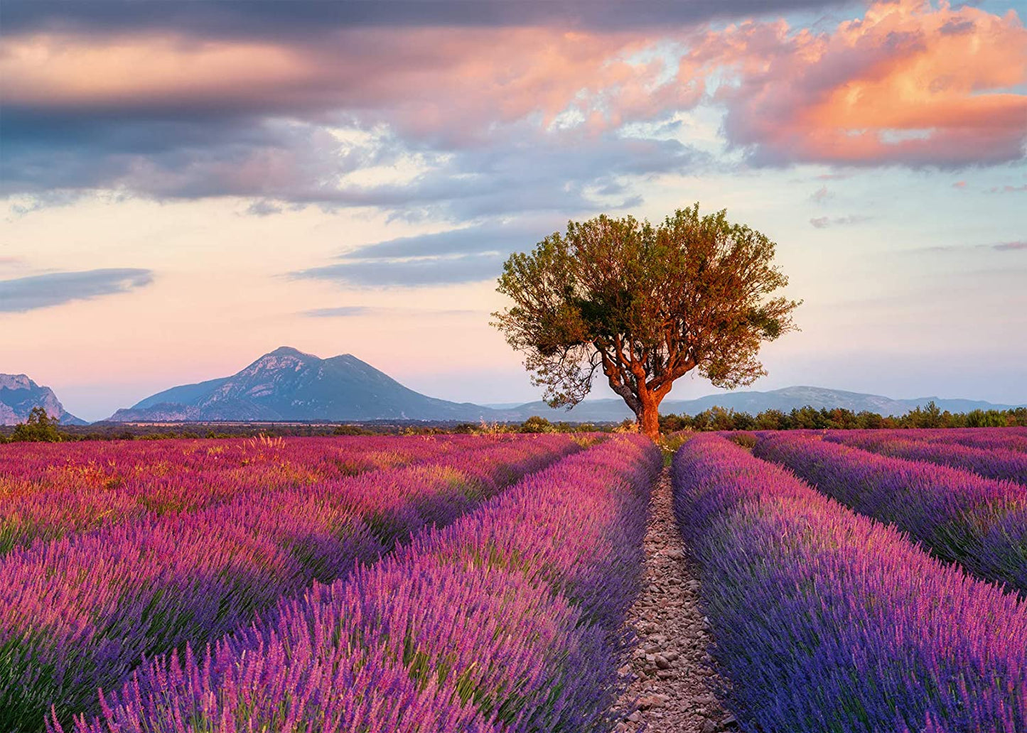 Ravensburger Lavender Fields 1000 Piece Puzzle image 1