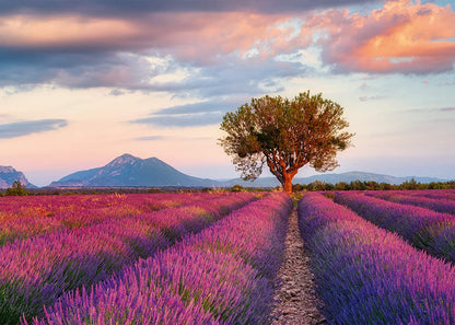 Ravensburger Lavender Fields 1000 Piece Puzzle image 1