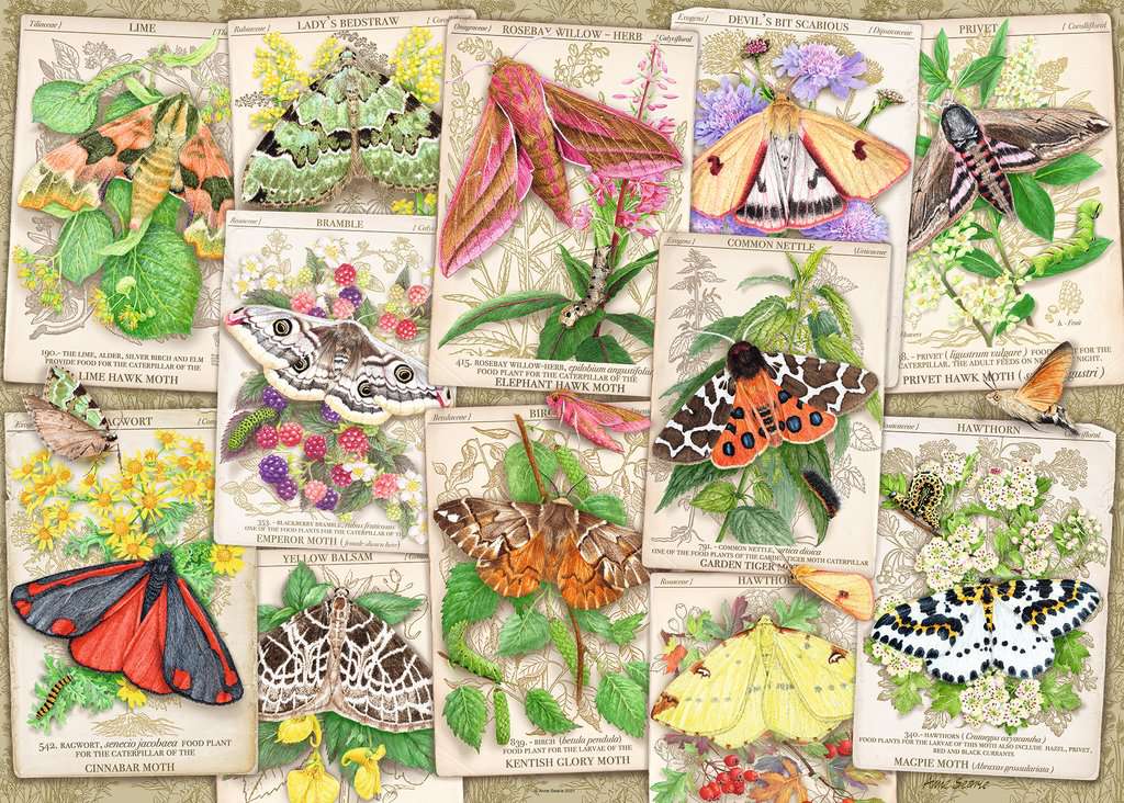 Ravensburger Marvellous Moths 1000 Piece Puzzle image 1