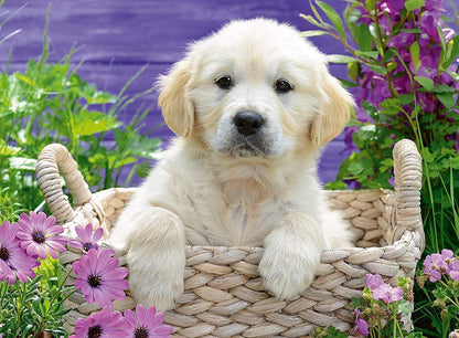 Ravensburger Sweet Golden Retriever 500 Piece Puzzle image 1
