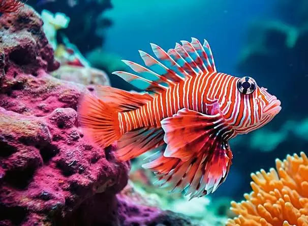 Ravensburger Colorful Animals Red Lionfish 500 Piece Puzzle image 1